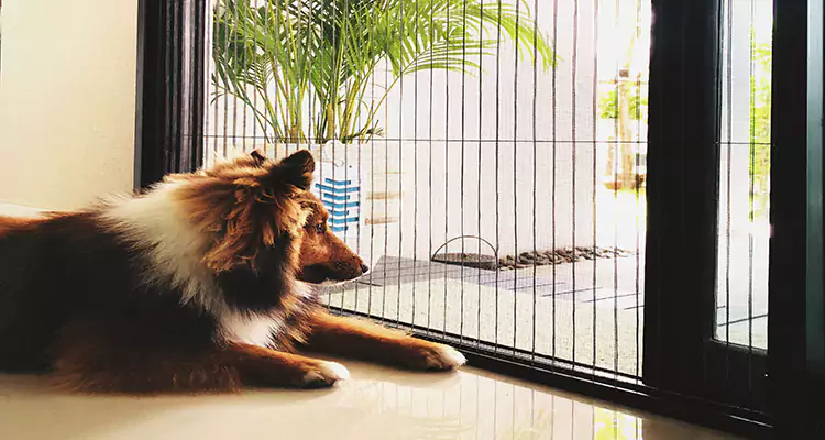 Sliding Screen Pet Door Repair in North Miami, FL
