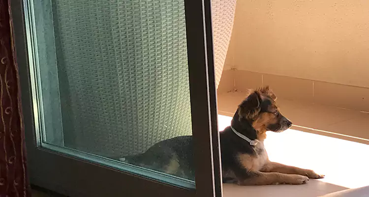 French Door Pet Screen Repair in North Miami, FL